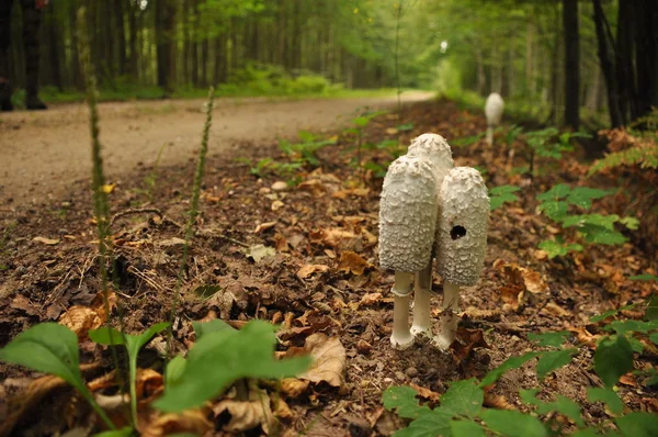 Mantar Organlarının Olgun Aspergillus Bialowieza Orman Birincil Orman — Stok fotoğraf