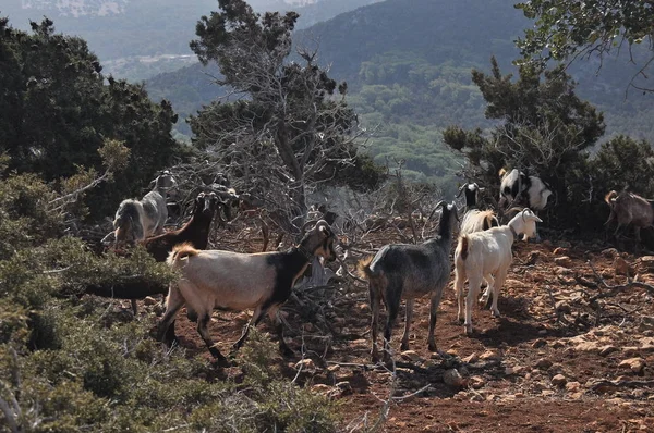 Capre Pascolo Sulle Colline Nel Parco Nazionale Akamas Cipro — Foto Stock