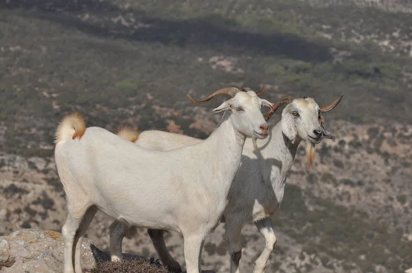 Goats Grazing Hills National Park Akamas Cyprus — Stock Photo, Image
