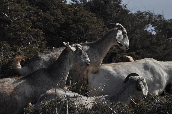 Getter som betar på kullarna i nationalparken Akamas i Cypern. — Stockfoto