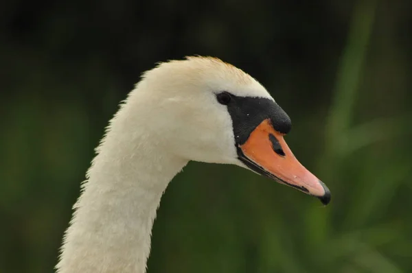 Caneta Para Limpeza Cisne Adulto Plumagem Branca — Fotografia de Stock