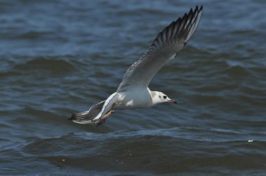 dalgalar üzerinde martı