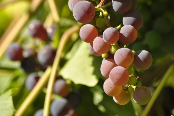 Kiść Winogron Fioletowy Wiszące Winorośli Tle Zielonych Liści — Zdjęcie stockowe