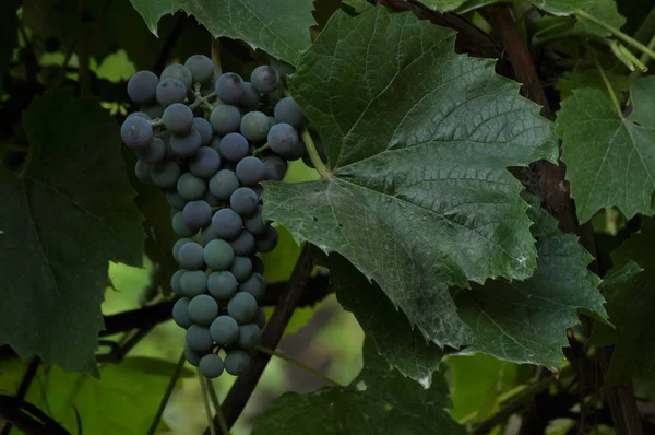 Букет Фіолетового Винограду Висить Лозі Фоні Зеленого Листя — стокове фото