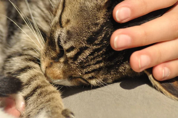 Pequeno Gatinho Sentado Colo Uma Menina Acariciando Abraçando Mascote Animal — Fotografia de Stock