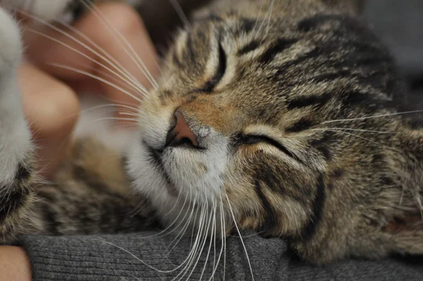 Small Kitten Sitting Girl Lap Stroking Hugging Mascot Pet — Stock Photo, Image