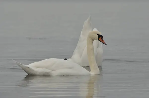 Wyciszony Łabędź Duży Biały Ptak Wodny Pływające Jeziorze — Zdjęcie stockowe