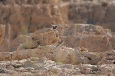 Blackstart, Ürdün 'deki Al Karak kalesinin yakınındaki bir kayada oturuyordu. Gri kuş