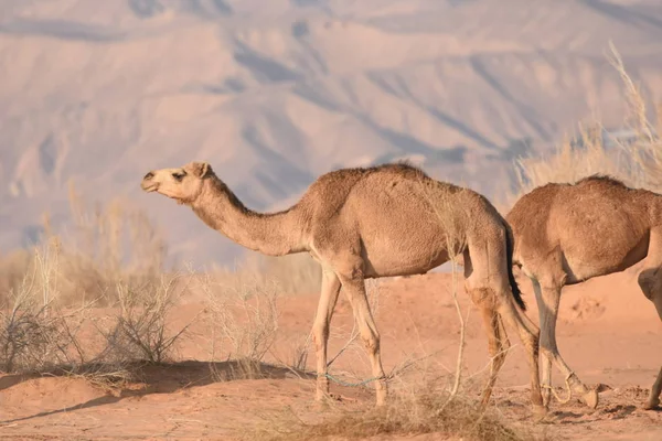 Καμήλες Στην Έρημο Της Ιορδανίας Ψάχνουν Για Φαγητό Άγρια Βόσκηση — Φωτογραφία Αρχείου