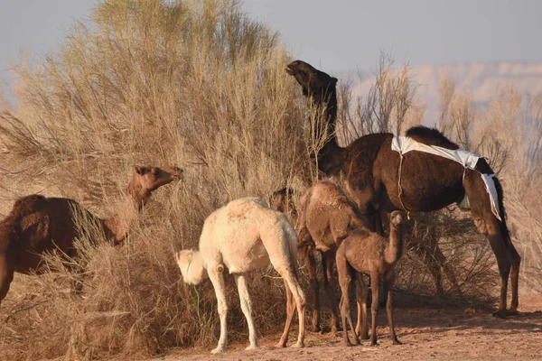 Kameler Jordaniens Öken Som Letar Efter Mat Betes Och Avelsbesättningar — Stockfoto