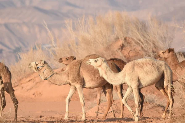 Des Chameaux Dans Désert Jordanien Recherche Nourriture Pâturage Reproduction Des — Photo