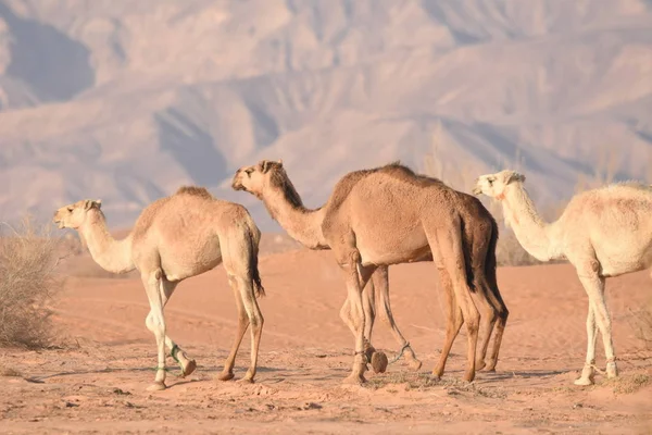 Cammelli Nel Deserto Giordano Cerca Cibo Pascolo Riproduzione Delle Mandrie — Foto Stock