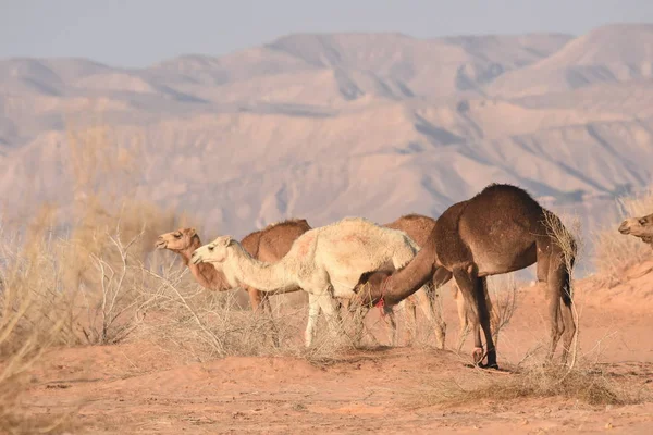 Kameler Jordaniens Öken Som Letar Efter Mat Betes Och Avelsbesättningar — Stockfoto