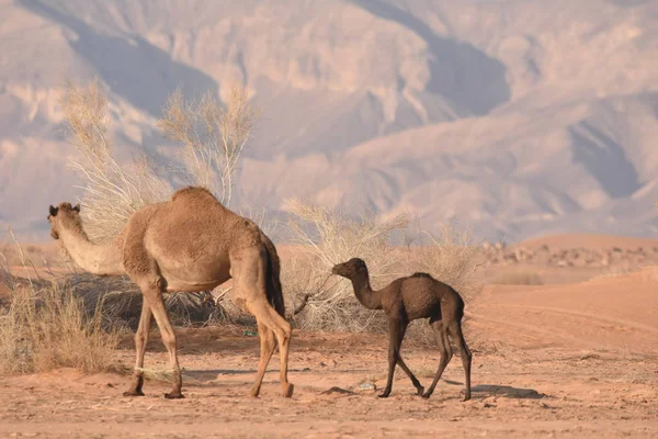 Des Chameaux Dans Désert Jordanien Recherche Nourriture Pâturage Reproduction Des — Photo