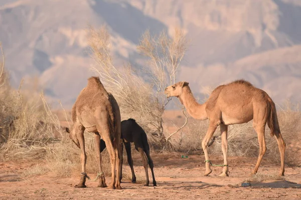 Camellos Desierto Jordano Buscando Comida Pastoreo Cría Rebaños — Foto de Stock