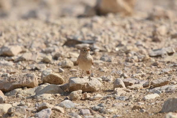 Desert Lark Perched Rock Karak Fortress Jordan Feeding Sand — Stock Photo, Image