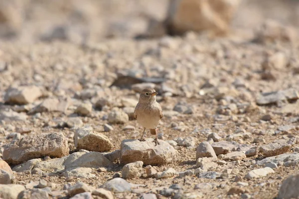 沙漠云雀栖息在约旦Al Karak要塞附近的岩石上 在沙地上喂食 — 图库照片