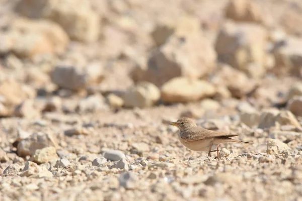 Alouette Désert Perchée Sur Rocher Près Forteresse Karak Jordanie Nourrissant — Photo