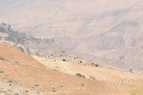 Fortaleza Karak Jordania Las Ruinas Del Castillo Situado Una Ladera — Foto de Stock