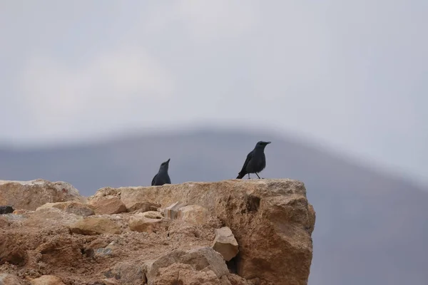 Blauer Felsdrossel Der Karak Festung Jordanien Die Ruinen Der Burg — Stockfoto