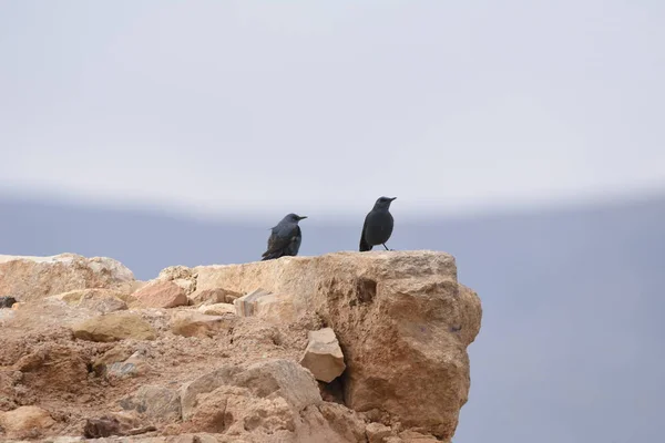 Blauer Felsdrossel Der Karak Festung Jordanien Die Ruinen Der Burg — Stockfoto