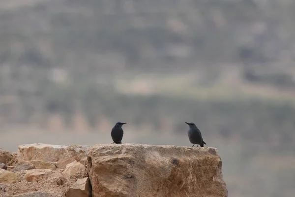 Grive Roche Bleue Dans Forteresse Karak Jordanie Les Ruines Château — Photo