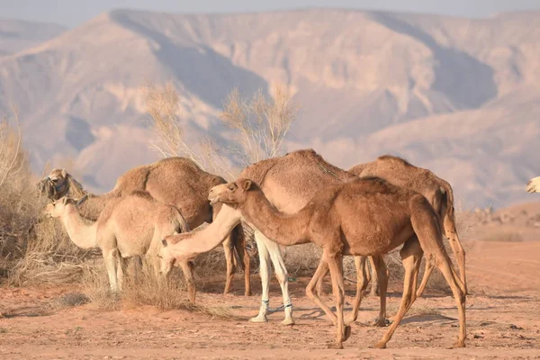 Kameler Jordaniens Öken Som Letar Efter Mat Betes Och Avelsbesättningar — Stockfoto