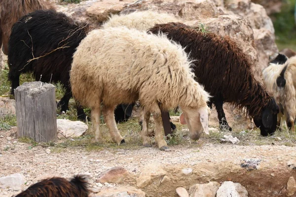 Goats Sheep Grazing Ruins Karak Castle Jordan Large Herd Eating — Stock Photo, Image