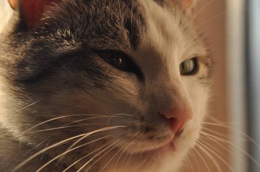 Bir kedi portresi. Vahşi gözleri ve uzun bıyık.