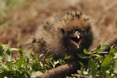 Sumru piliç gıda yere bir yuvada ebeveynlerinden bekliyor.