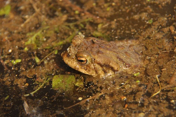 Sapo Anfibio Durante Despertar Apareamiento Primaveral — Foto de Stock