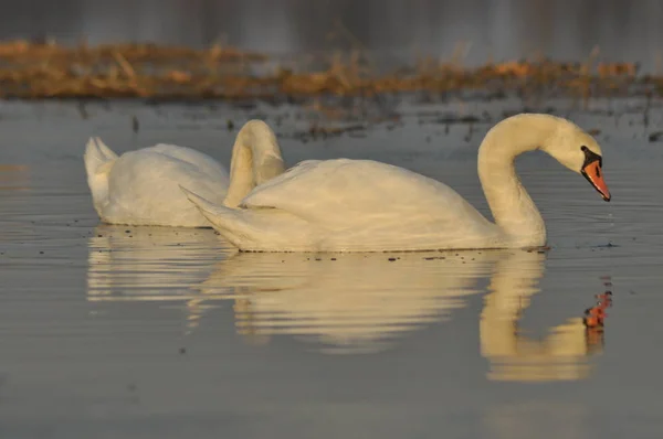 白鳥川での遊泳 水の上の鳥のペア 愛と誠実さ — ストック写真