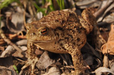 Kara kurbağası. Bahar uyanış ve çiftleşme sırasında amfibi