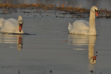 Nehirde Yüzme kuğu. Su kuşları çifti. Sevgi ve bağlılık.