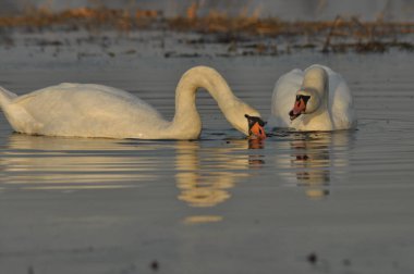 Nehirde Yüzme kuğu. Su kuşları çifti. Sevgi ve bağlılık.
