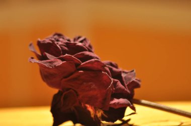 Kuru gül çiçek. Sevgililer günü. Sevgi ve güven.