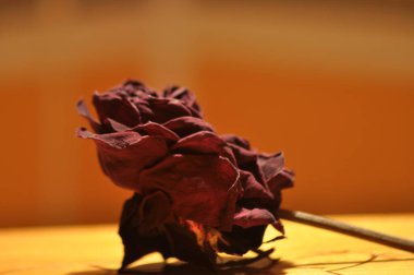 Kuru gül çiçek. Sevgililer günü. Sevgi ve güven.