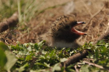 Sumru piliç gıda yere bir yuvada ebeveynlerinden bekliyor.