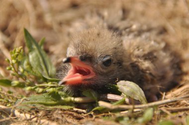 Sumru piliç gıda yere bir yuvada ebeveynlerinden bekliyor.