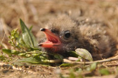 Sumru piliç gıda yere bir yuvada ebeveynlerinden bekliyor.