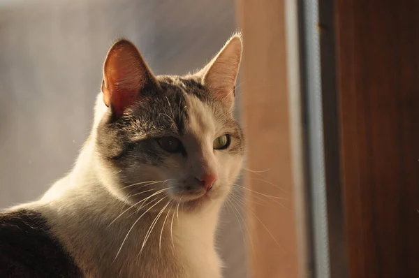 猫の肖像画 野生の目と長いひげ — ストック写真