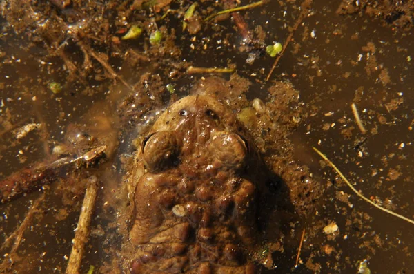 Toad Amphibian Spring Awakening Mating — Stock Photo, Image