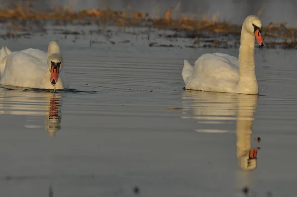 Schwäne Schwimmen Auf Dem Fluss Ein Vogelpaar Auf Dem Wasser — Stockfoto