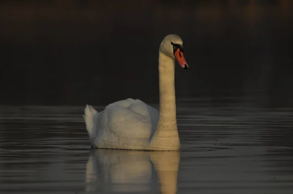 Cygnes Nageant Sur Rivière Une Paire Oiseaux Sur Eau Amour — Photo