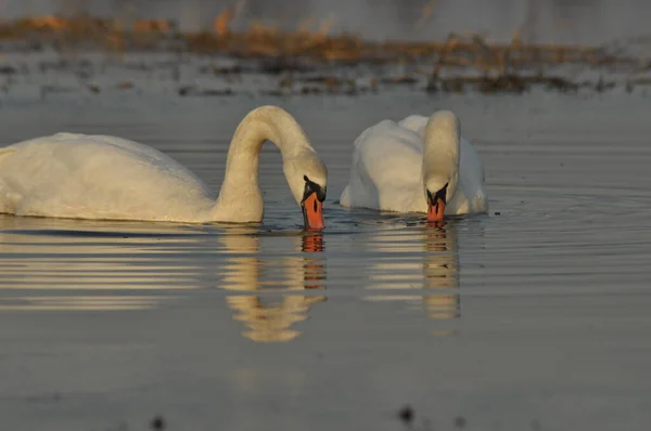 Swans swimming on the river. A pair of birds on the water. Love and faithfulness.