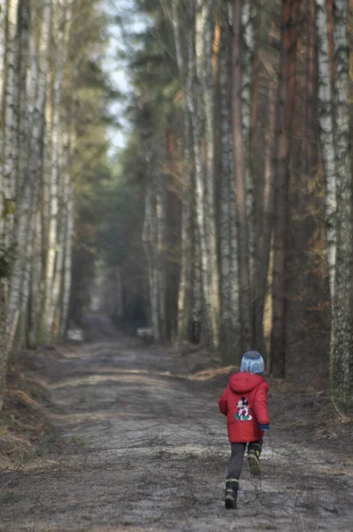 Boy Child Forest Fun Fresh Air Walk Forest Path — Stock Photo, Image