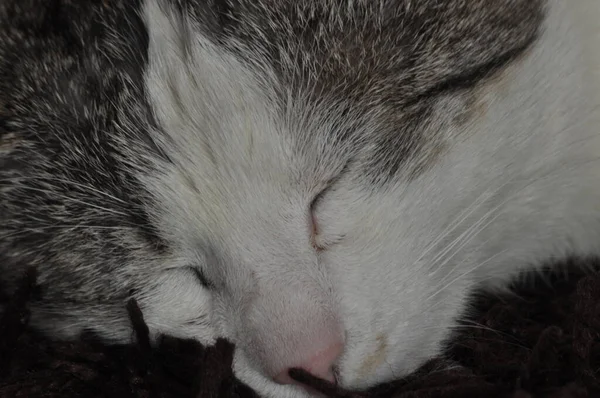Сплячий Пухнастий Кіт Тварина Відпочинок Розслаблення — стокове фото