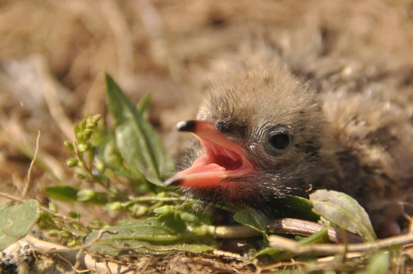 燕鸥小宝宝等待食物从他们的父母在地面上的鸟巢 — 图库照片