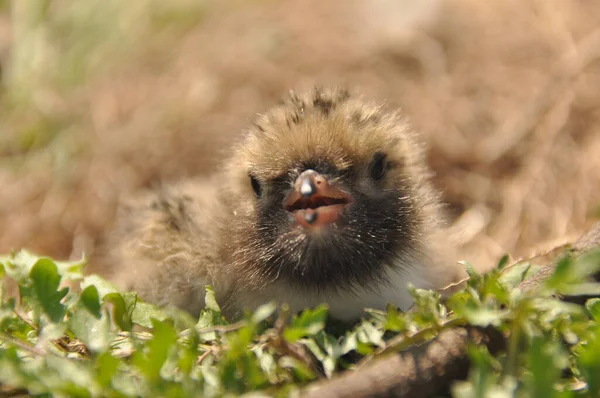 Schlangenküken Warten Einem Nest Auf Der Erde Auf Futter Von — Stockfoto