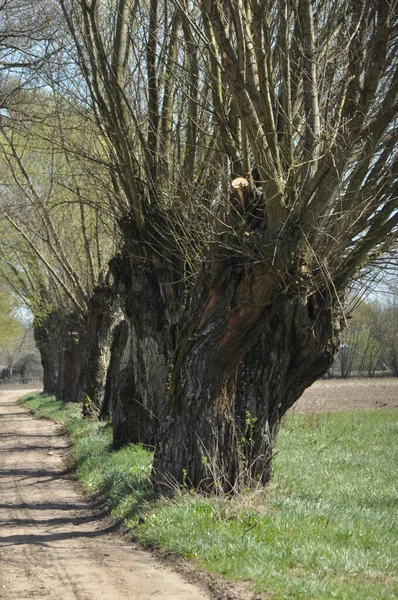 Headed Willow Tree Boggy Meadow Spring River Valleys — Stock Photo, Image